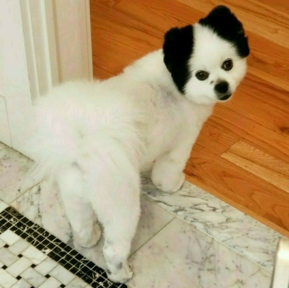 Meet your Posher, Diana - Picture 9 of 10